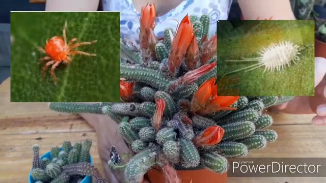 Cactus Echinopsis Chamaecereus (Cactus Cacahuete)