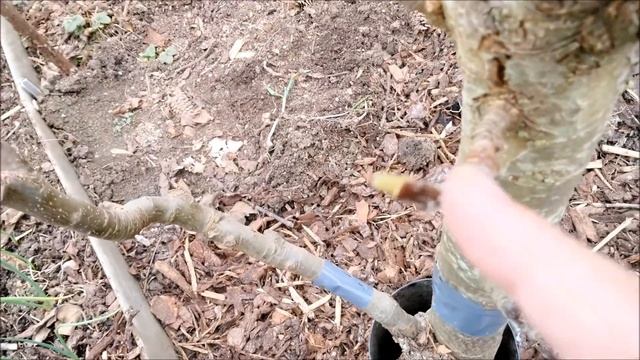 Пора ПРИВИВАТЬ колоновидные деревья черенками.Es Ist Zeit, Säulenbäume Zu Pflanzenveredelung.