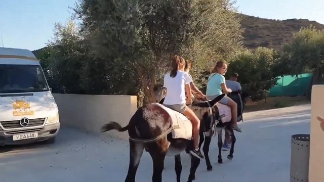 КИПР влог: ферма осликов GOLDEN DONKEYS FARM смотреть онлайн