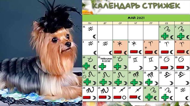 Стрижки в мае | Стрижки #календарьстрижек #стрижкимай #стрижки #покраскаволос #лунныйпрогноз смотреть онлайн