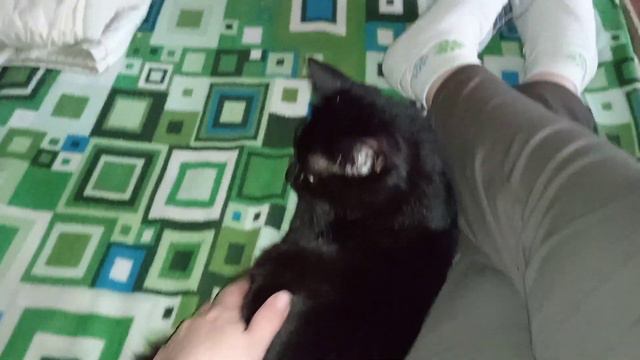 Шерсть как у норки☺
