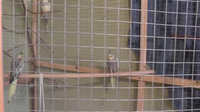 Почему мечутся и бьются ночью попугаи в клетке Как распевается птенец кореллы Осторожно заколки смотреть онлайн