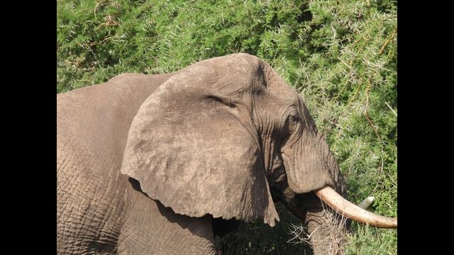 WHY THE NIKON P950 IS OUR FAVORITE OUTDOOR CAMERA #2023 #P950 #BRIDGECAMERAS #cameras #nikon смотреть онлайн