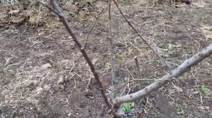 Как правильно посадить ОБЛЕПИХУ! Что нужно, чтобы плодоносила облепиха?