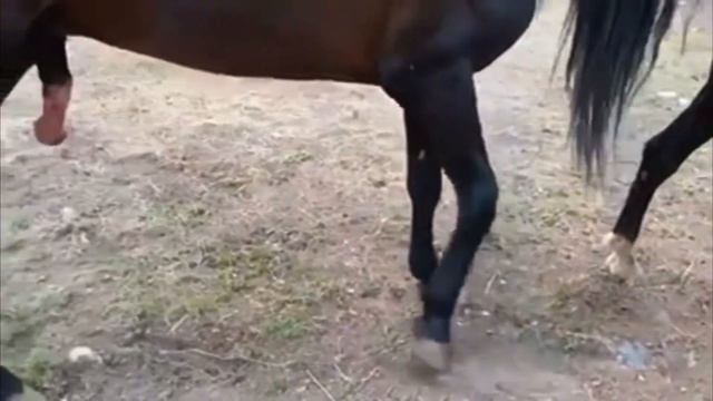 Semental En Caballo De Raza Pura
