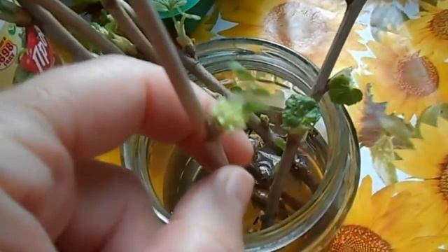 Как размножить Чёрную смородину. смотреть онлайн