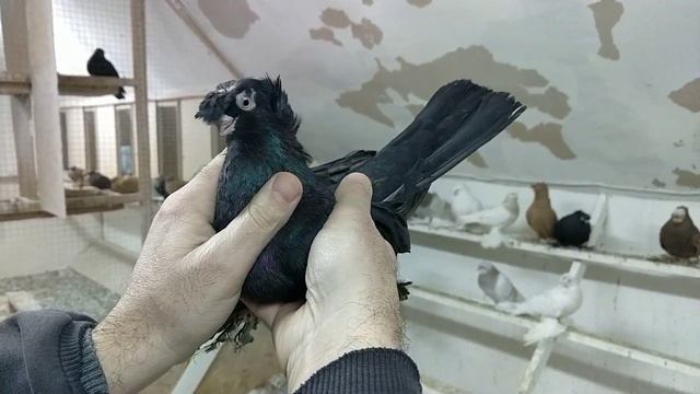 #Pigeon #Tauben #Голуби                                                          Двухчубые / Часть