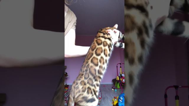 Купить бенгальского котёнка. Мальчик бенгальский смотреть онлайн