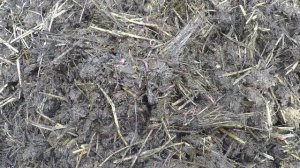 Инструкция разведения и выращивания дождевых червей в домашних условиях. Ящичный метод.