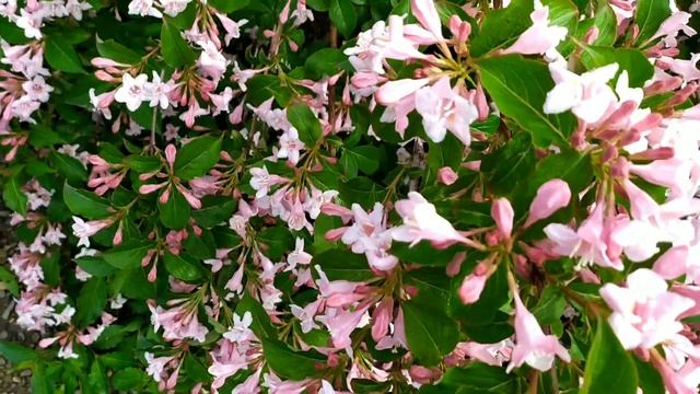 Как ухаживать за Вейгелой?☝️? смотреть онлайн