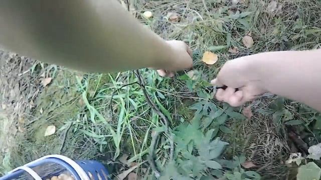 Поход за грибами в августовский зной. Лисички рулят!!! смотреть онлайн