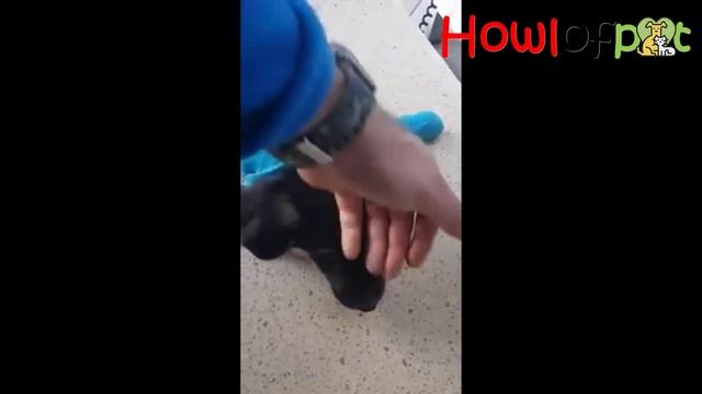 She was dumped in the middle of road for end in pain, desperate waiting for help in last minute! смотреть онлайн