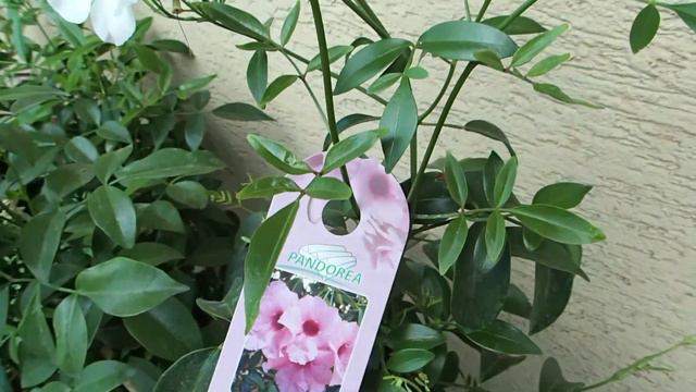 Pandorea Jasminoides
