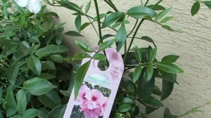 Pandorea jasminoides