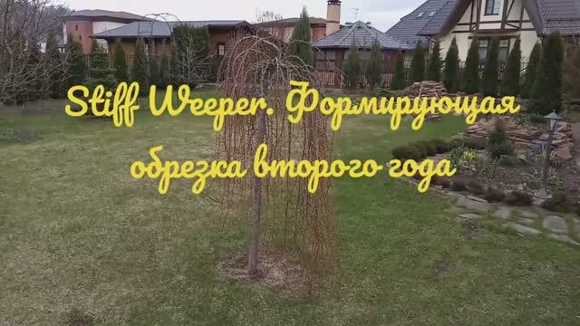 Stiff Weeper, формирующая обрезка второго года смотреть онлайн