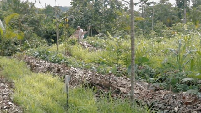 Syntropic Agriculture in Bahia Brazil - Agricultura Sintropica em Bahia Brasil смотреть онлайн