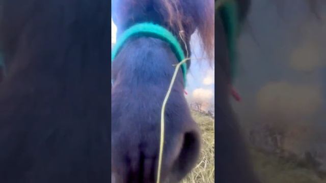 Fisher family farm Mr Chubbs смотреть онлайн