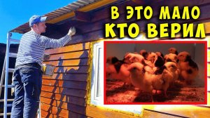 ПРИСТРОЙКА ОБРЕЛА ЗАКОНЧЕННЫЙ ВИД. ВЫВЕЛИ ЦЫПЛЯТ БЕЗ ПЕТУХА