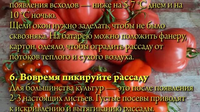 8 золотых правил выращивания рассады смотреть онлайн