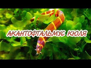 АКАНТОФТАЛЬМУС КЮЛЯ.СОДЕРЖАНИЕ И РАЗМНОЖЕНИЕ В АКВАРИУМЕ.
