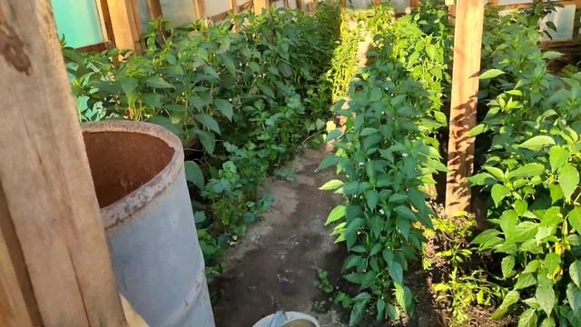 Влог. Что я ем летом и как ухаживаю за огородом. Рацион сыроеда. смотреть онлайн