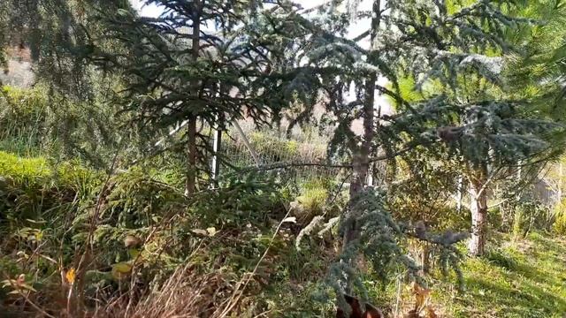 Рождественский сад# цветение роз и маргариток. смотреть онлайн