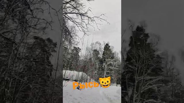 #рысь #лес #кошка #лес #строимдом #каркасныйдом #отопление #новадом #фундамент #сваи #теплыйдом #до смотреть онлайн