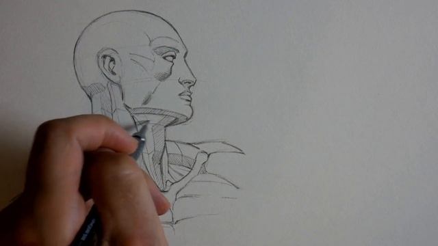 Drawing Head and Neck Anatomy from Burne Hogarth's Book смотреть онлайн
