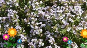 Тимьян (Чабрец) обыкновенный Прекомпа. Краткий обзор, описание thymus vulgaris Precompa