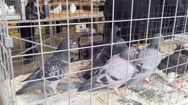 14.10.23 БОЛЬШАЯ СБОРНАЯ ЯРМАРКА ГОЛУБЕЙ. БРОННИЦЫ. Часть 3 смотреть онлайн