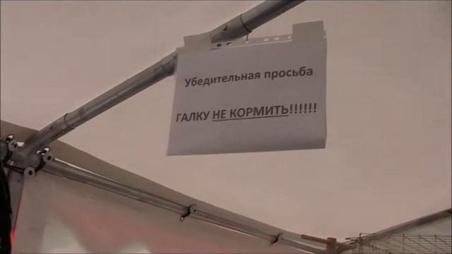 БЕЛАГРО-2014.Выставка птицы. смотреть онлайн