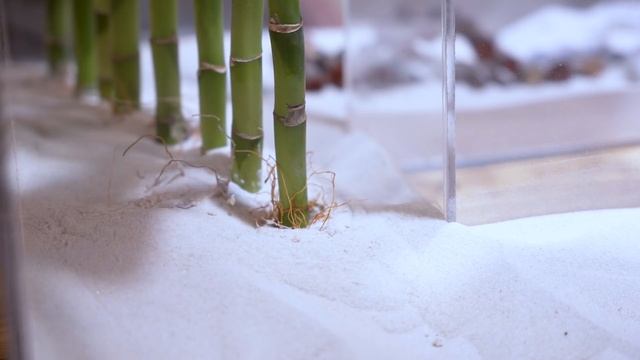 Axolotl Olympics смотреть онлайн