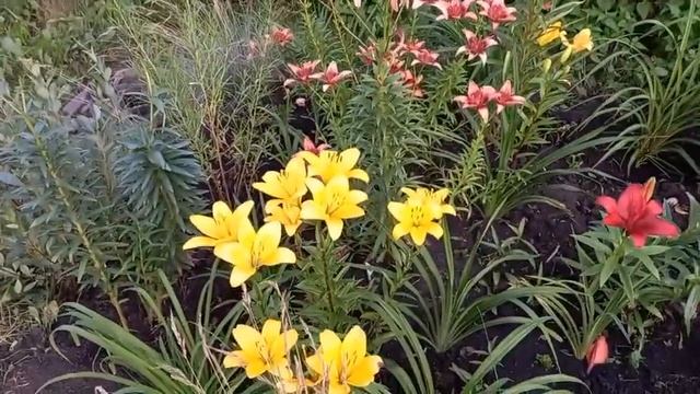 Лилейный сад. смотреть онлайн