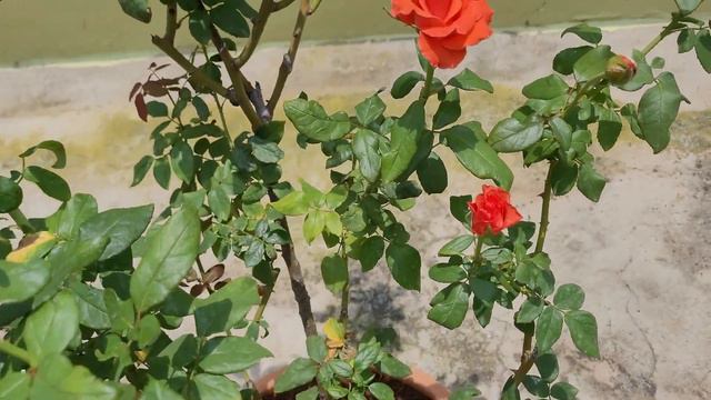 Rose - Angelique смотреть онлайн