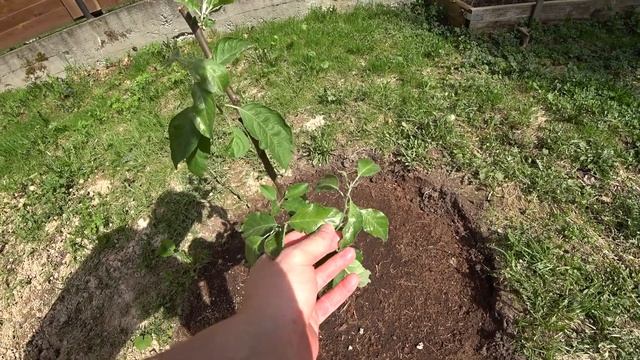 Яблоня! Сорт Голден Делишес смотреть онлайн