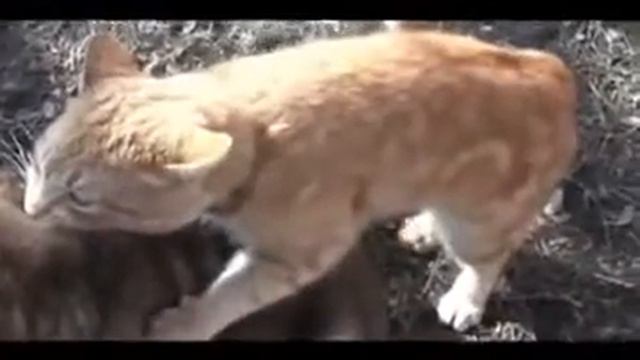 Любвеобильный кот смотреть онлайн