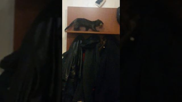 Развлечение соболя с раком смотреть онлайн