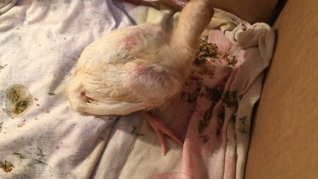 Индюшонок вывихнул лапу смотреть онлайн