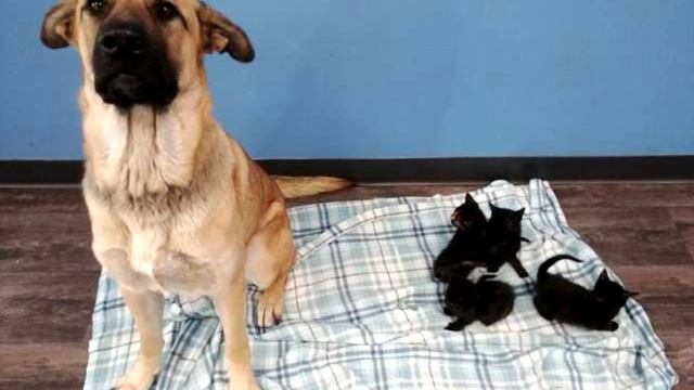 Продрогшая собака лежала на снегу, согревая крохотных котят смотреть онлайн