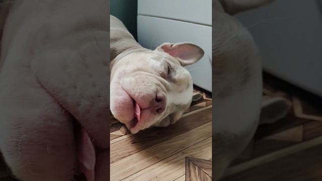 Американский булли и сон 💤. #булли #амбулли #ambully #американскийбулли #щенок #питбуль #стафф смотреть онлайн