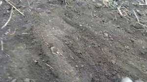 ❌Посев озимого ячменя  весной❗Делаю эксперимент‼️