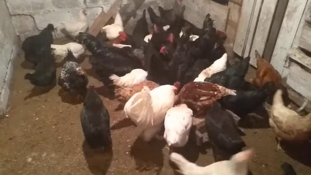 Кормление кур зимой,для хорошей яйценоскости.??? смотреть онлайн
