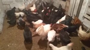 Кормление кур зимой,для хорошей яйценоскости.???