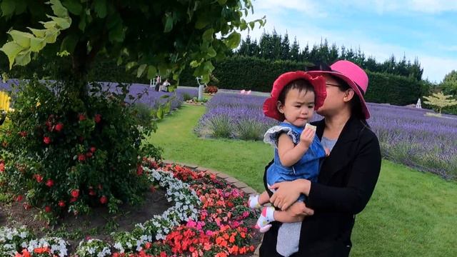 Mahangin pero maganda ang mga bulak-lak | The Lavender Farm | Christchurch смотреть онлайн