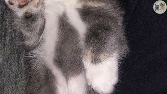 Sassy Rescued Kitten Turns into Cuddle bug, Stealing Hearts Along the Way смотреть онлайн