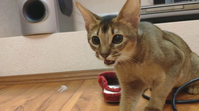 Абиссинская кошка запыхалась