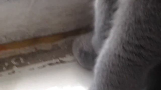кот дурак !!!!!!!!!!!!!! смотреть онлайн