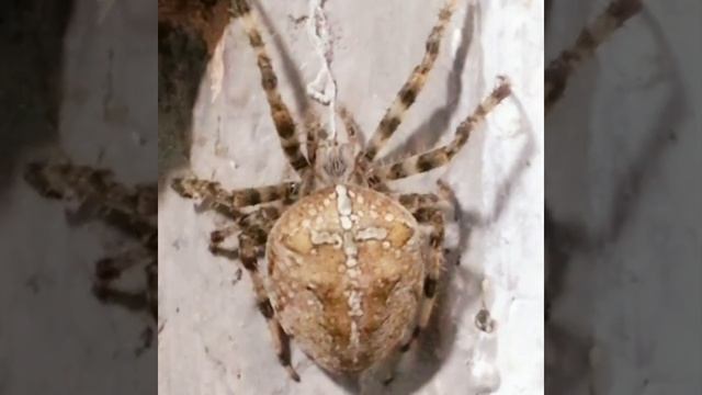 Паук крестовик. Spider. смотреть онлайн