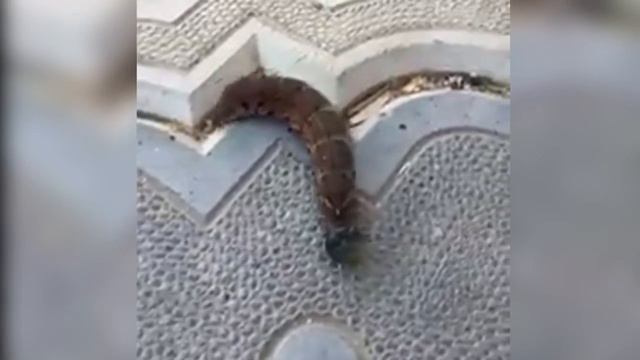 Кто то может сказать, что за чудо??? смотреть онлайн
