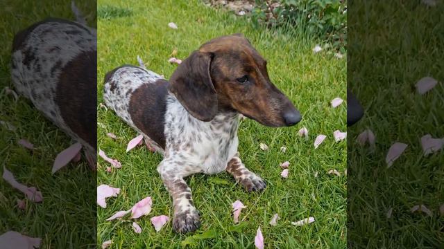 такса тигровый пайболд. даниэлла- Ангел Русбрамерс Галилео. смотреть онлайн